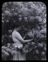 Cootamundra-Akazie
